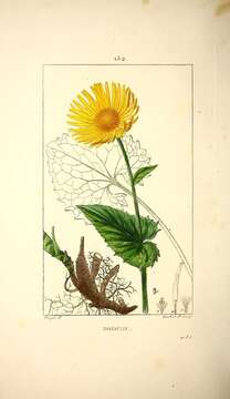 Imagem de Doronicum maximum Boiss. & Huet