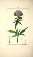 Image of hemp agrimony