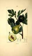 Image of Fig