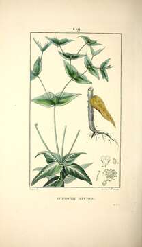 Image of caper spurge