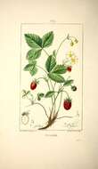Image of woodland strawberry