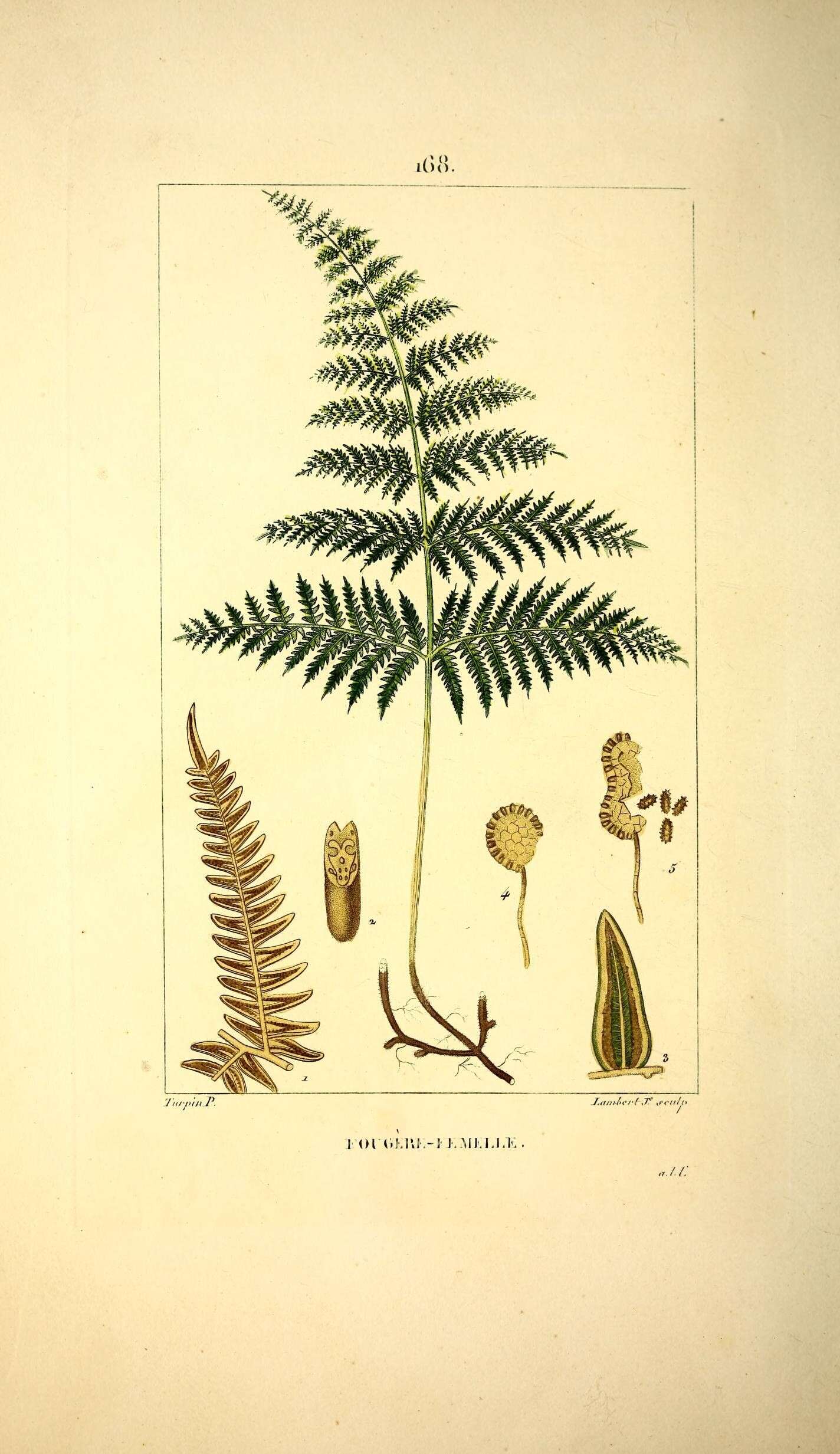 Pteridium aquilinum subsp. aquilinum resmi