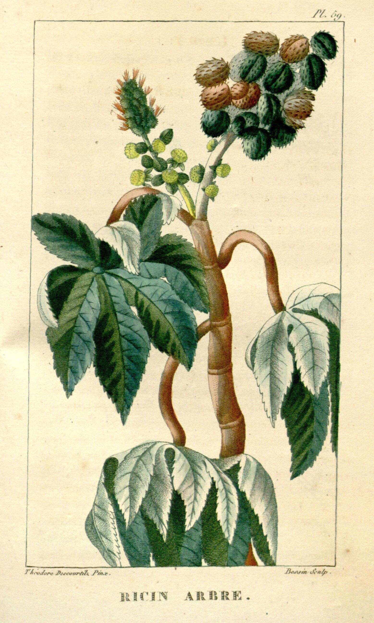 Sivun Ricinus kuva