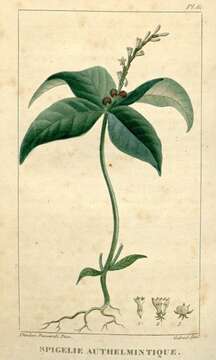 Plancia ëd Spigelia anthelmia L.