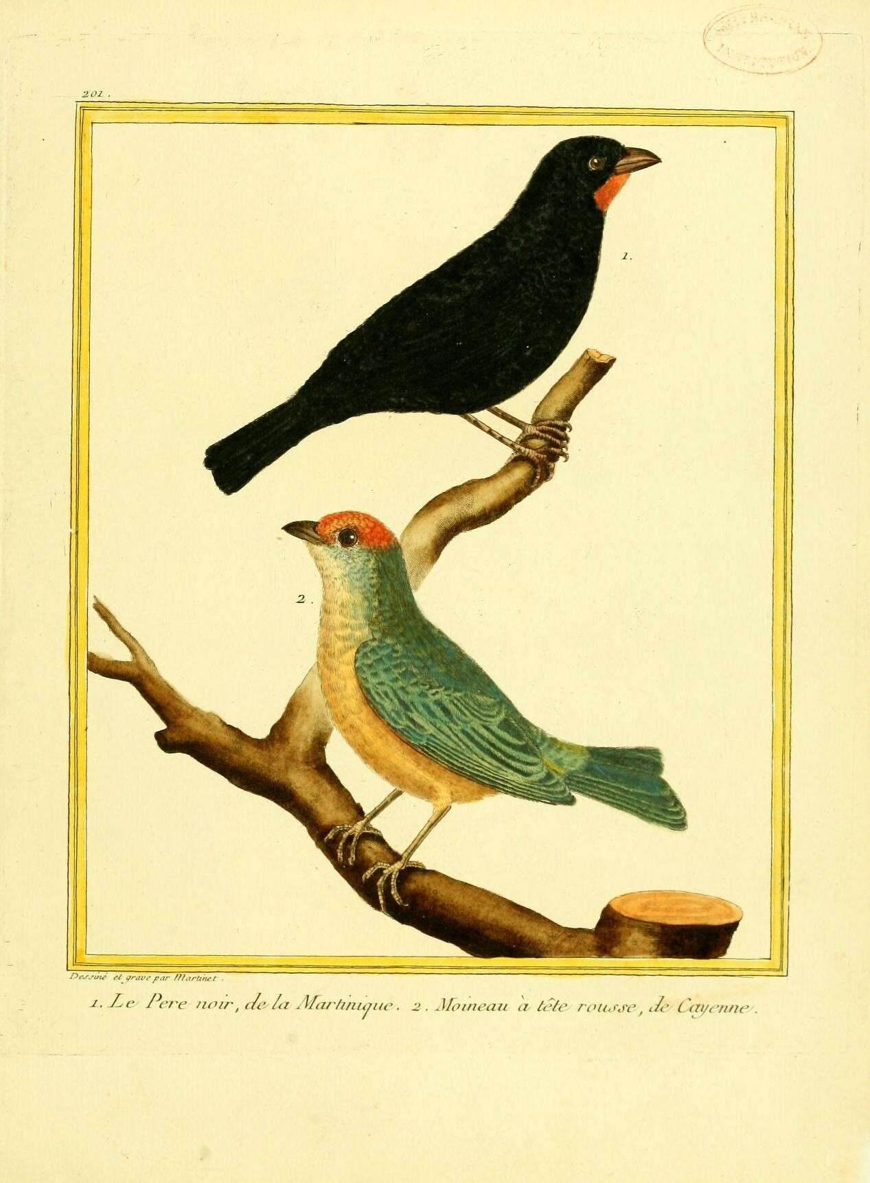 Image of Antillean bullfinches