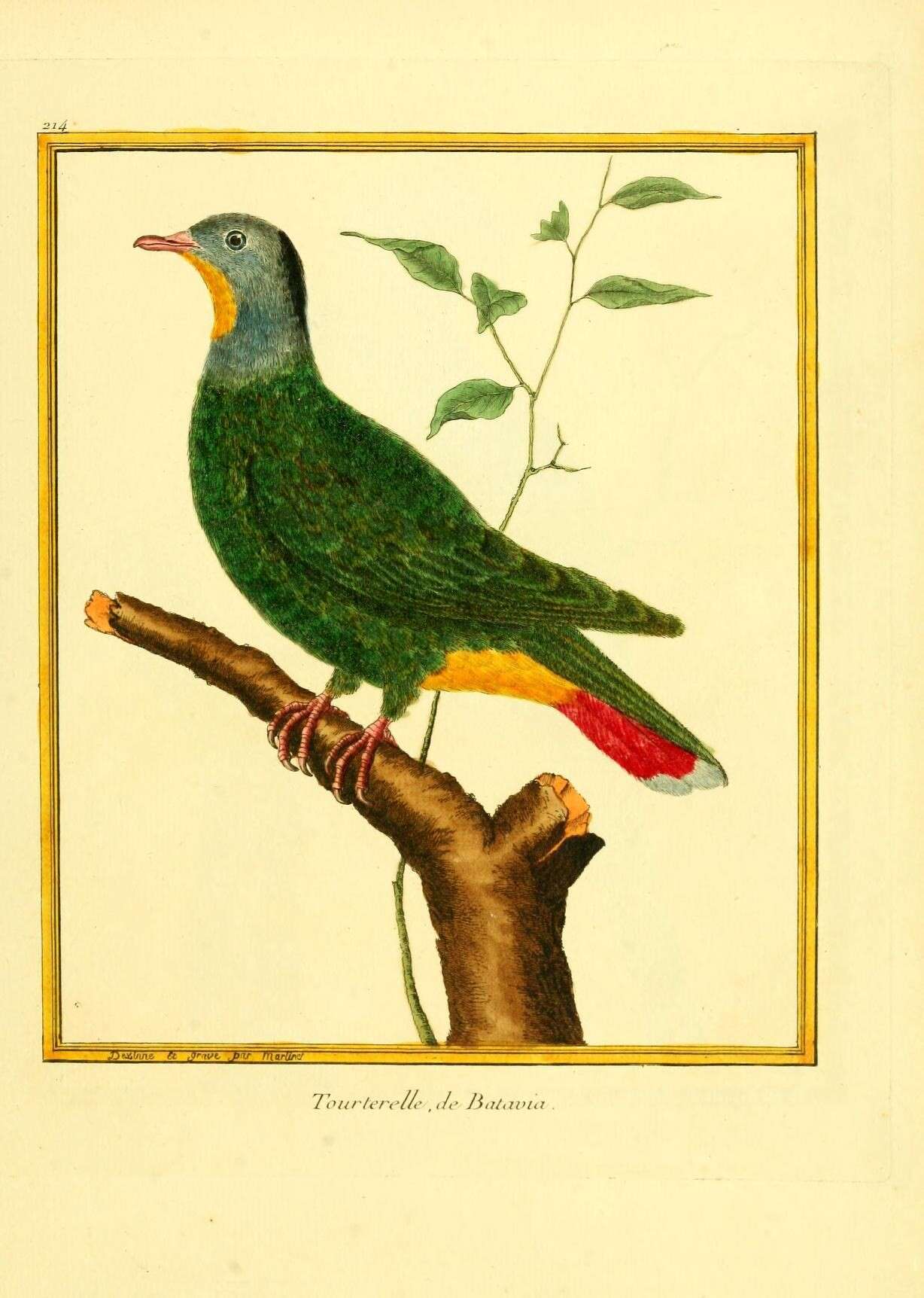 صورة Ptilinopus melanospilus (Salvadori 1875)