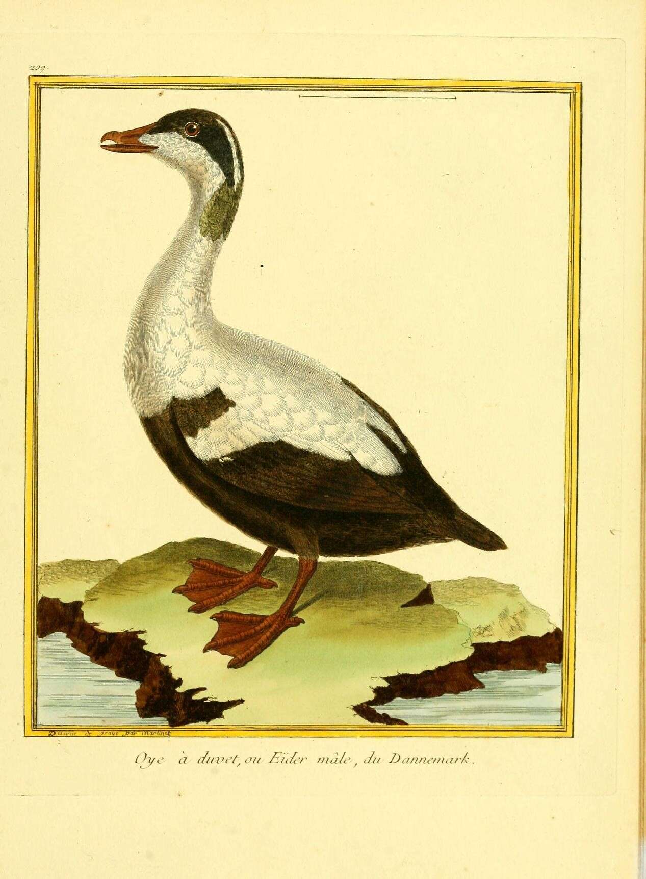 Image of Eider