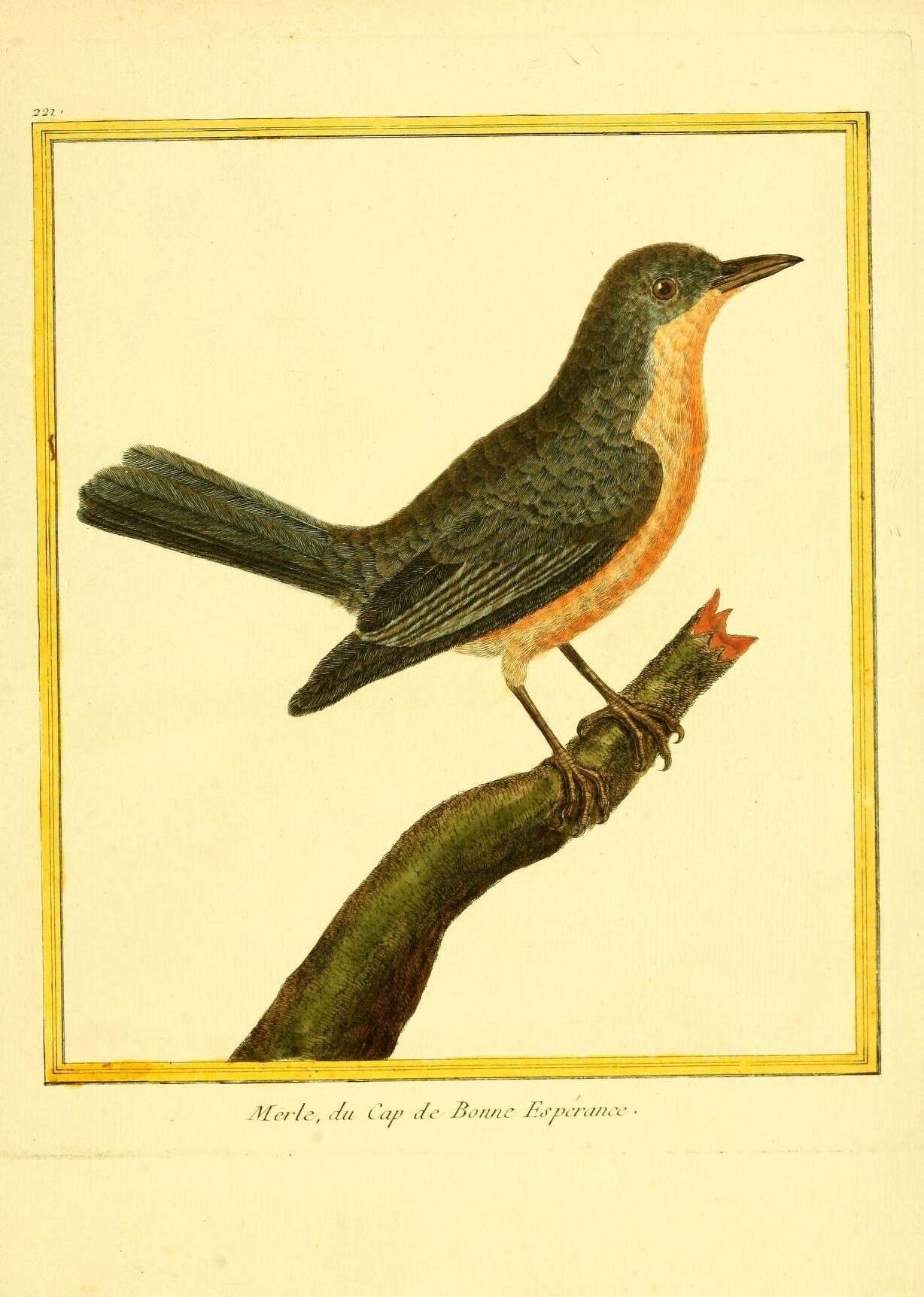 Image of Chestnut-bellied Starling