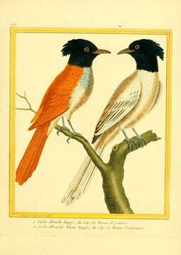 Image of African Paradise Flycatcher