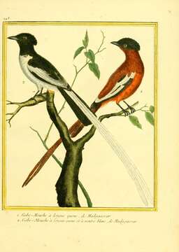 Image of Madagascar Paradise Flycatcher