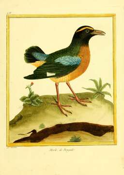 Image of Indian Pitta