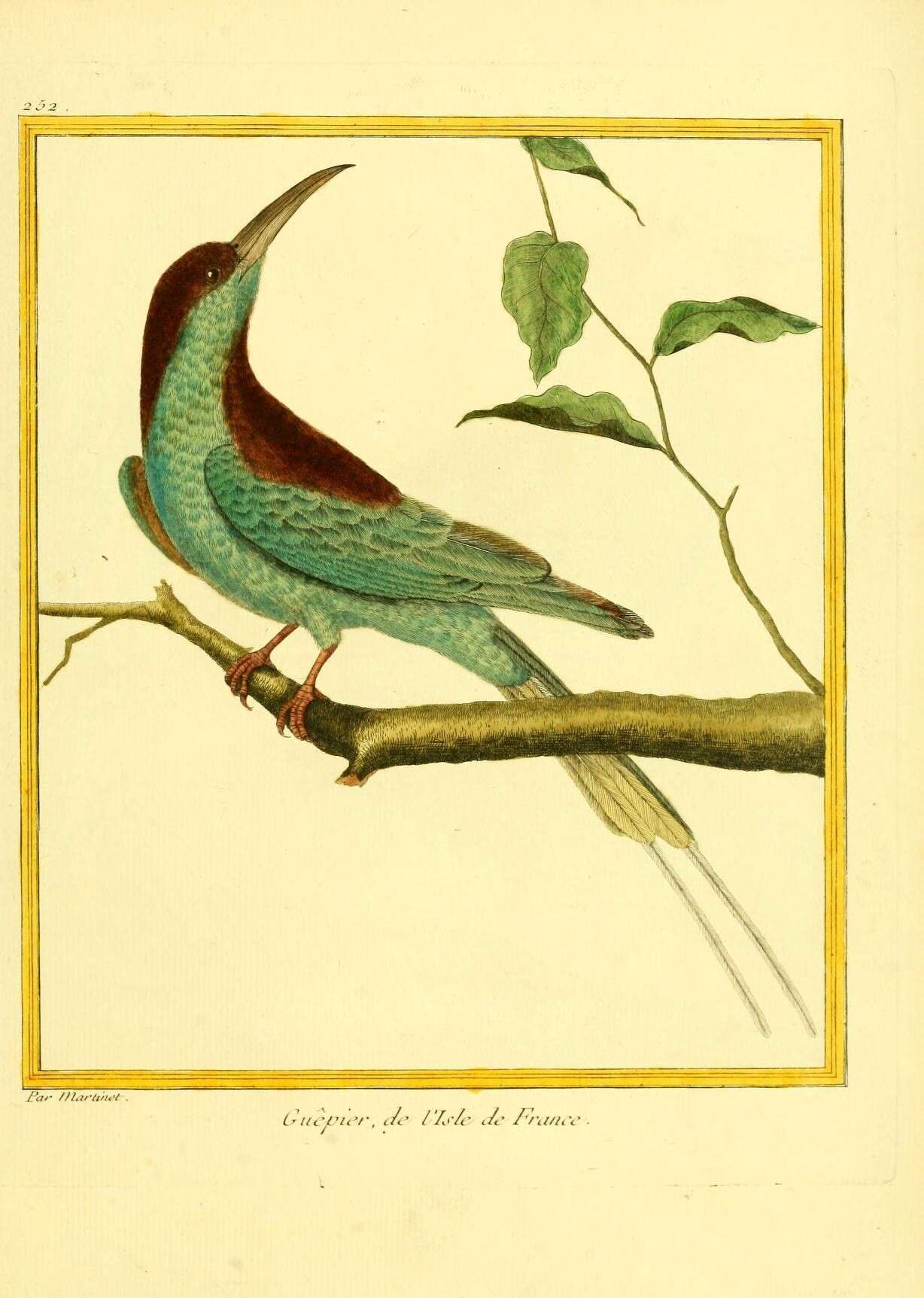 Image of Blue-throated Bee-eater