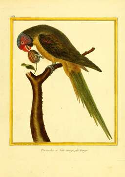 Image of Blossom-headed Parakeet