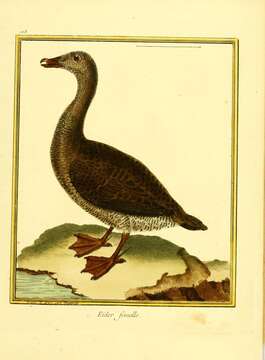 Image of Eider