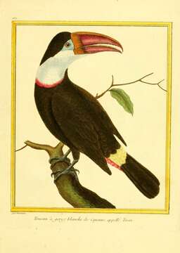 Image of Red-billed Toucan