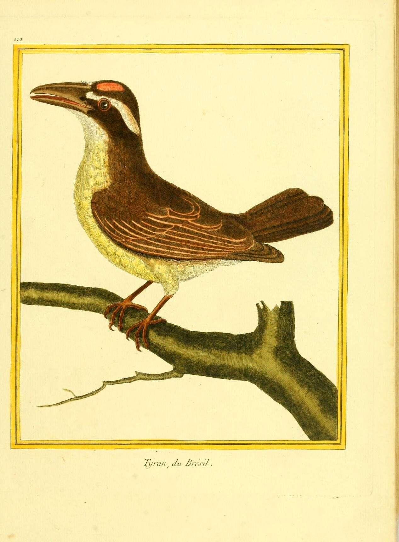 Image of Megarynchus Thunberg 1824
