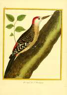 Image of Hispaniolan Woodpecker