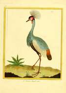 Image of Grey Crowned Crane