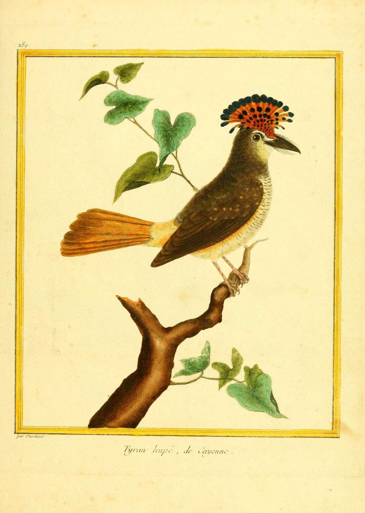 Image of royal flycatcher