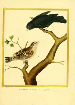 Image of Village Indigobird