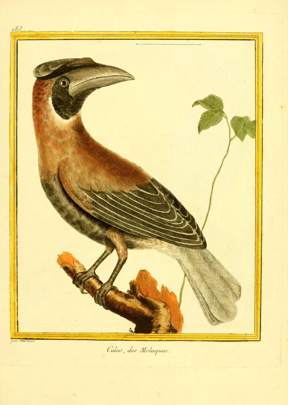 Image of Blyth's Hornbill