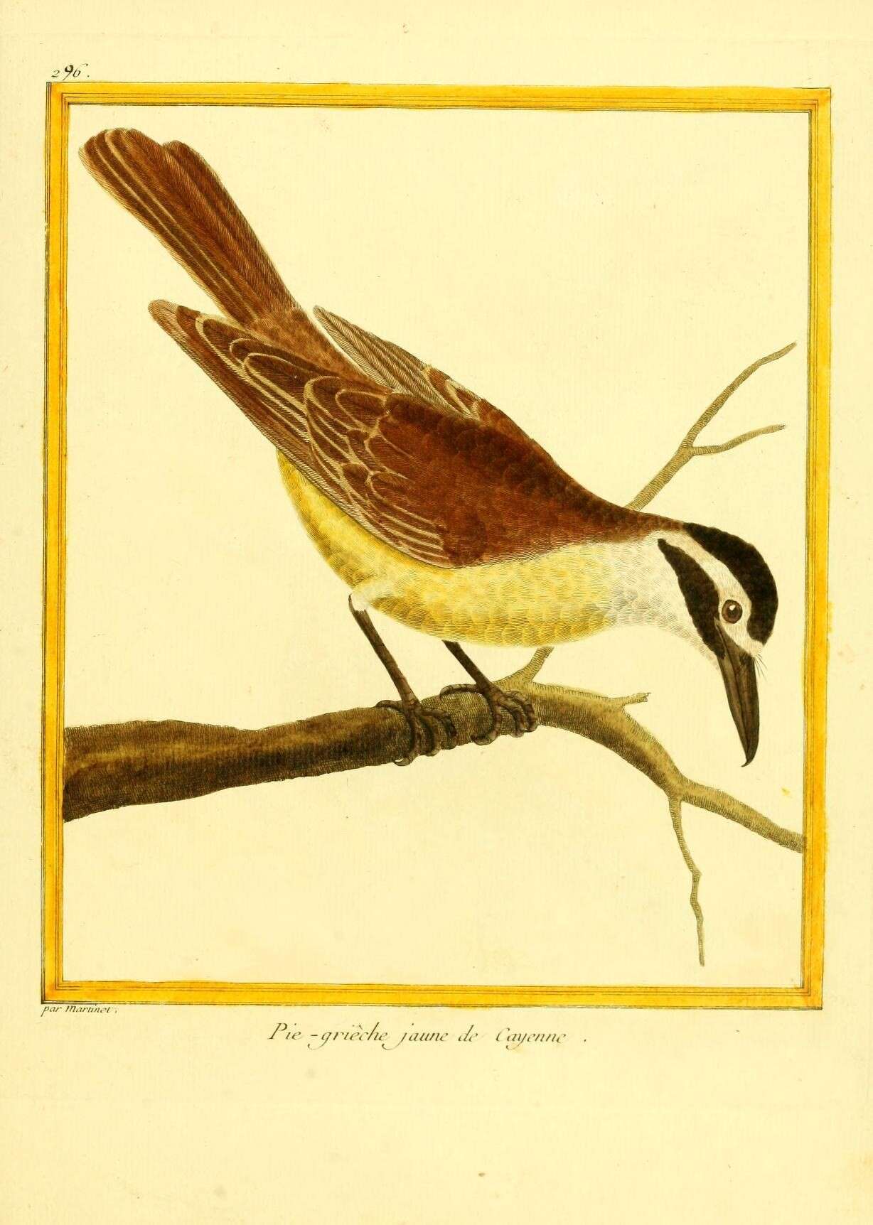 Image of Pitangus Swainson 1827