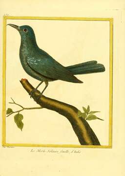 Image of Blue Rock Thrush