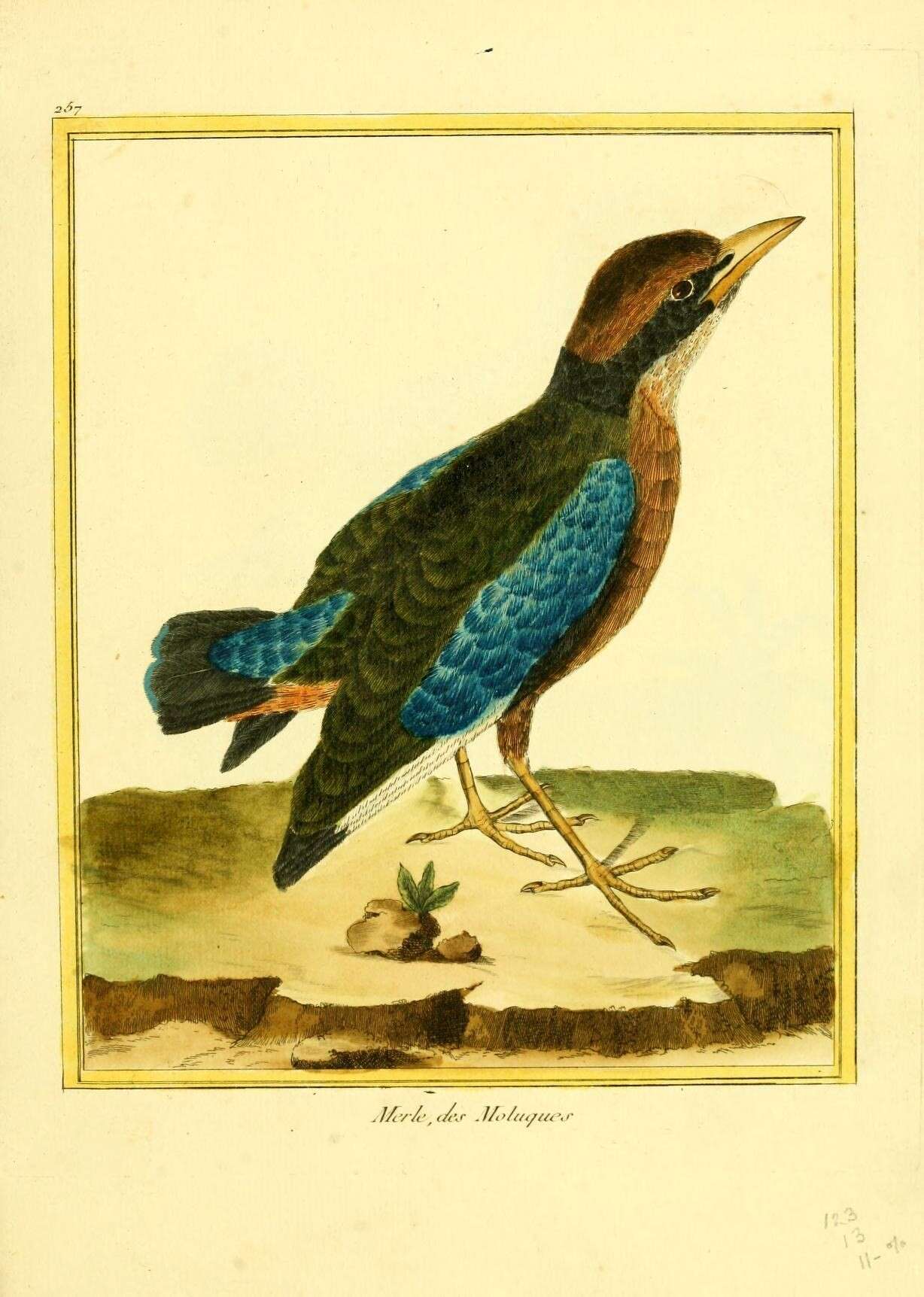 Image of Blue-winged Pitta