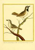 Image of Calicalicus Bonaparte 1854