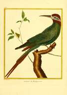 Image of Blue-cheeked Bee-eater