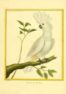 Cacatua alba (Müller & Pls 1776) resmi