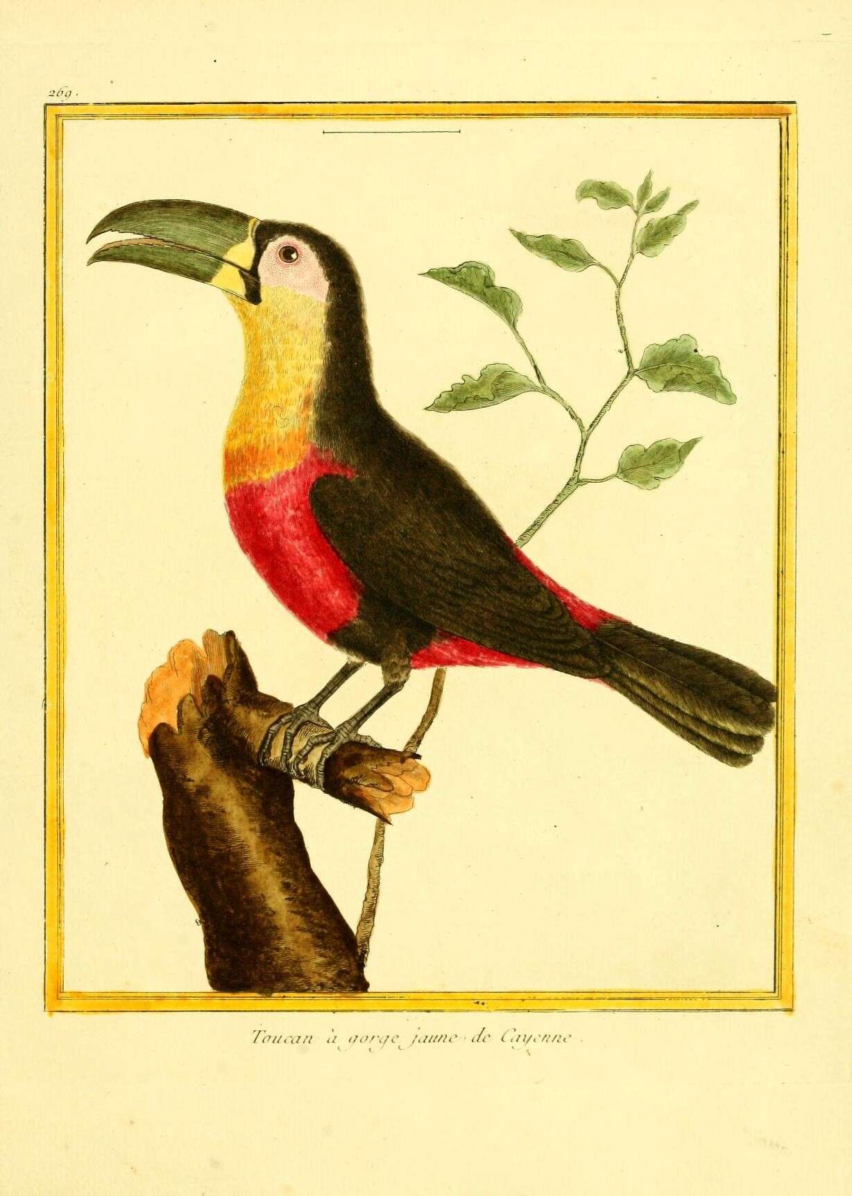 Image of Green-billed Toucan