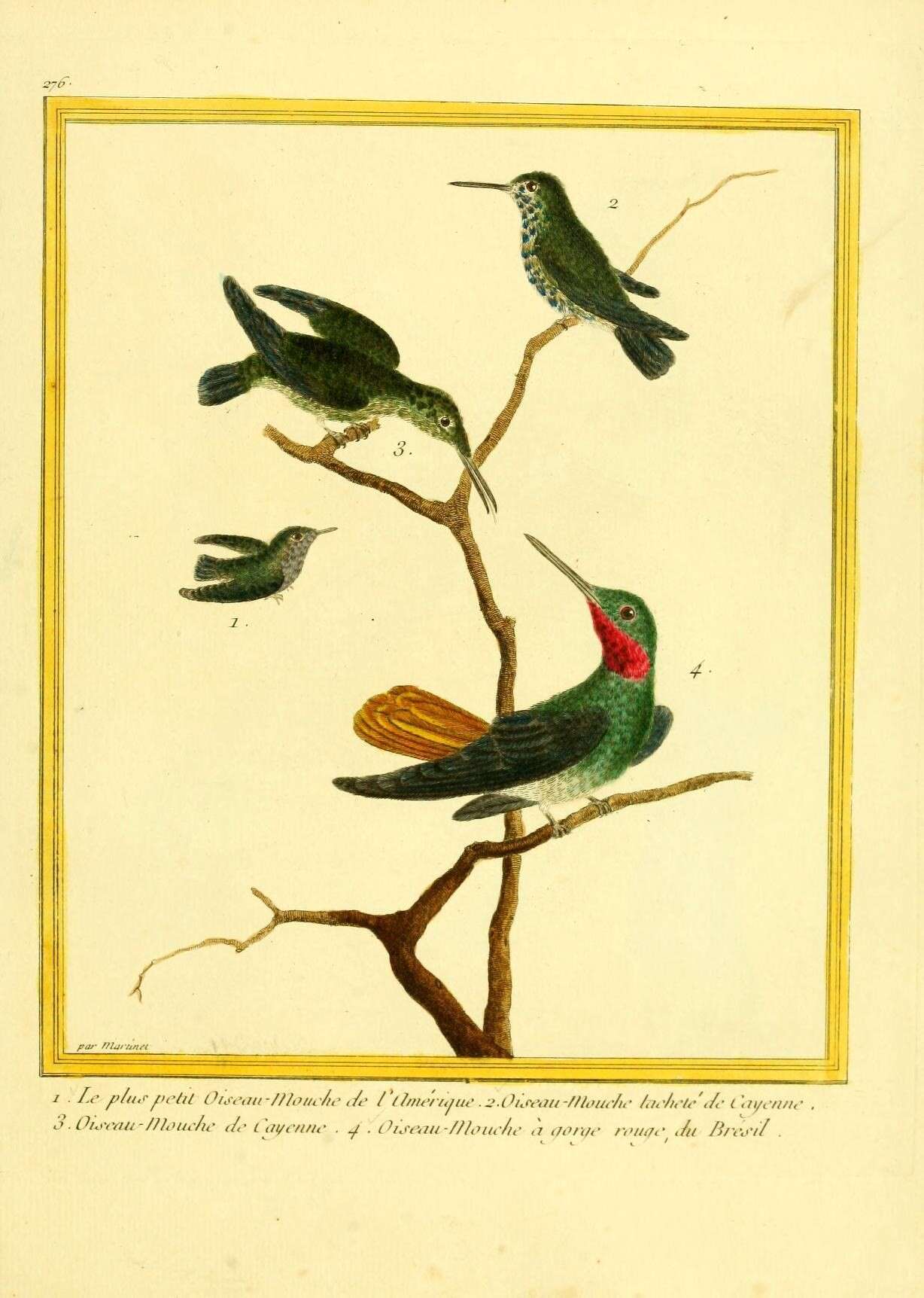 Image of Vervain Hummingbird