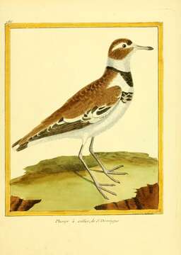 Image of ringed plover, common ringed plover