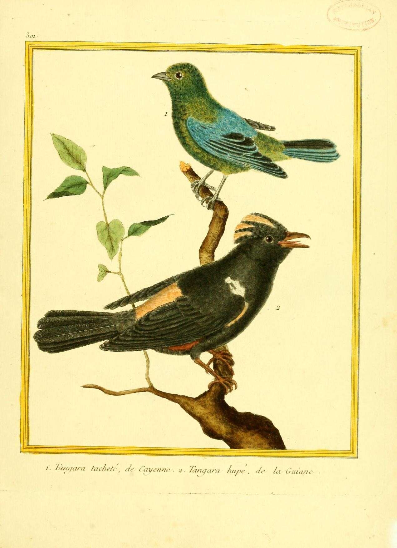 صورة Thraupis sayaca (Linnaeus 1766)