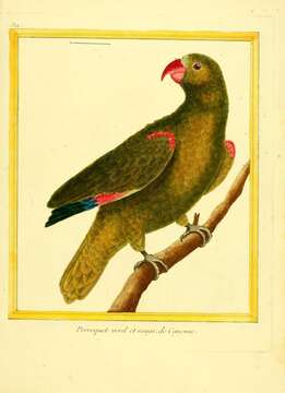 Image of Yellow-crowned Parrot, Yellow-crowned Amazon