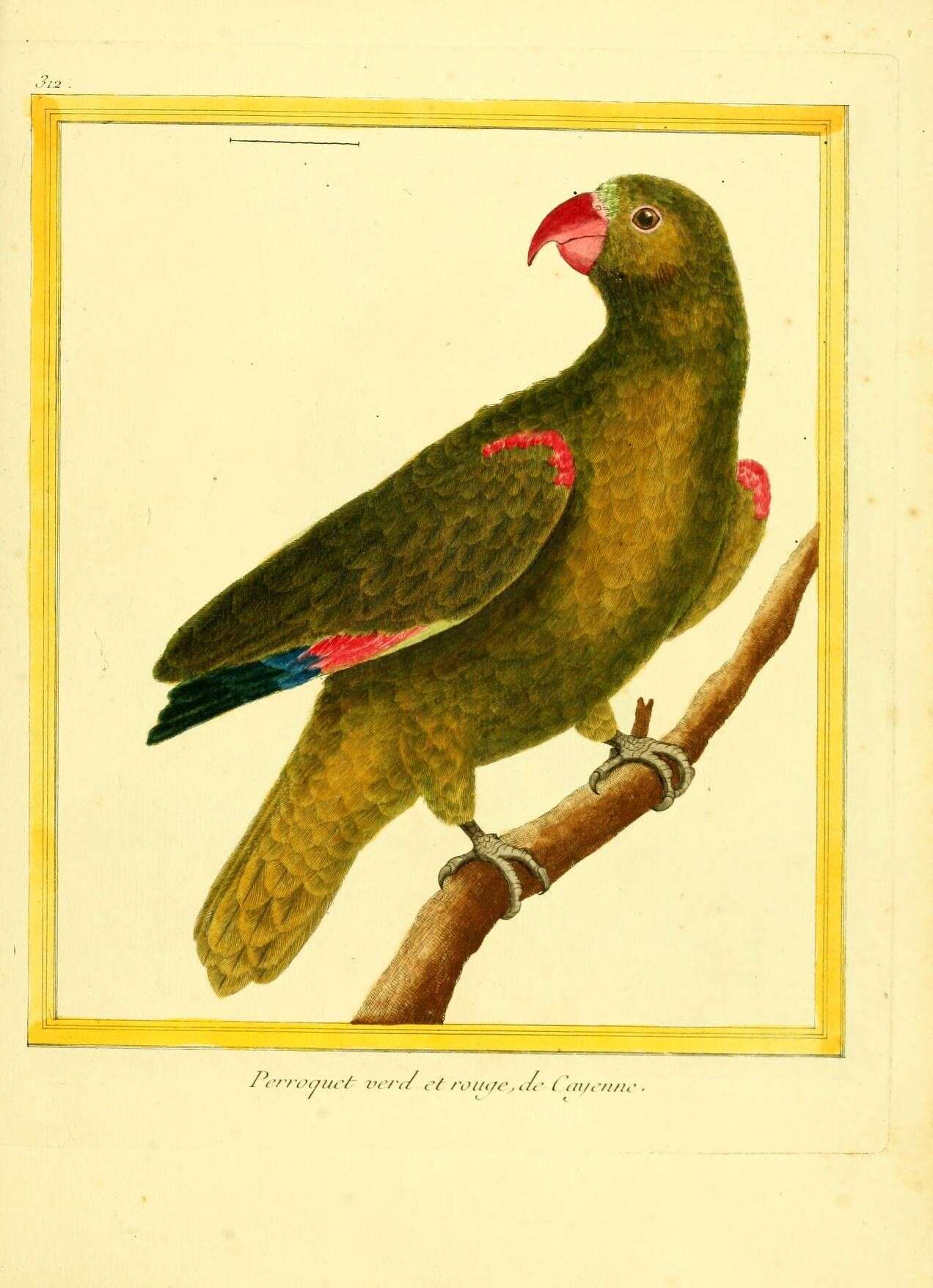 Image of Yellow-crowned Parrot, Yellow-crowned Amazon