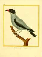 Image of Black-tailed Tityra