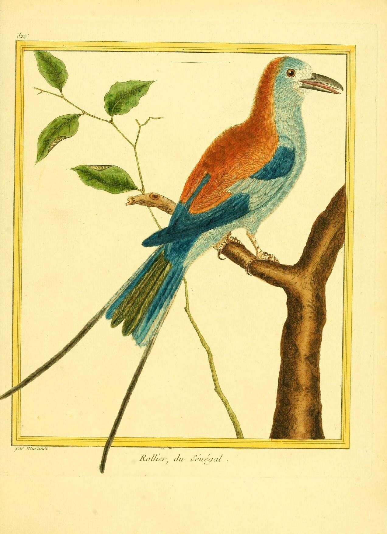 Image of Abyssinian Roller