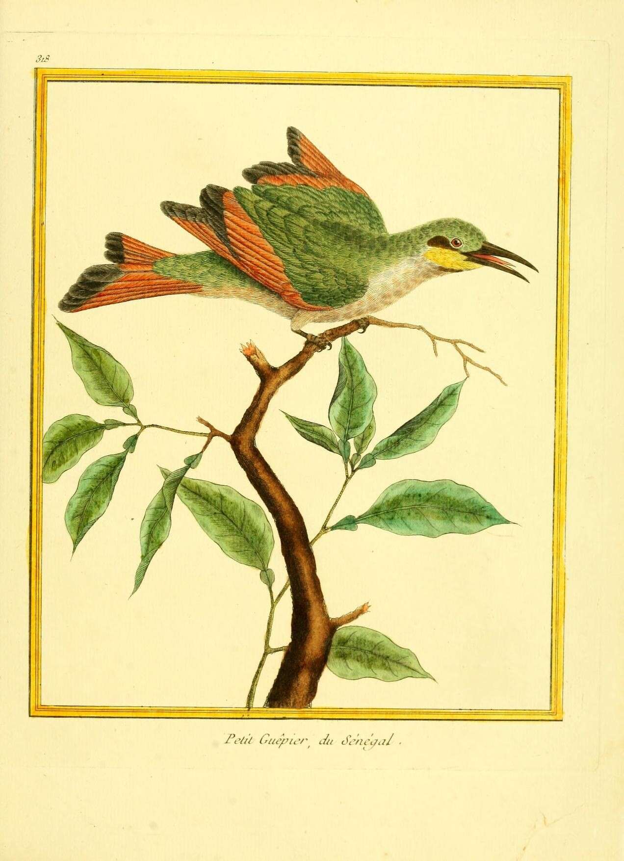 Image of Little Bee-eater