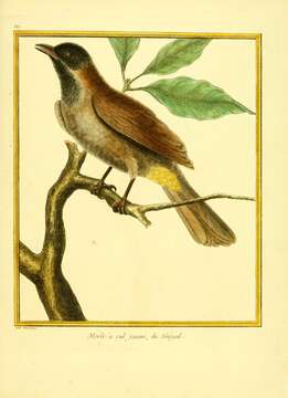 Image of Cape Bulbul