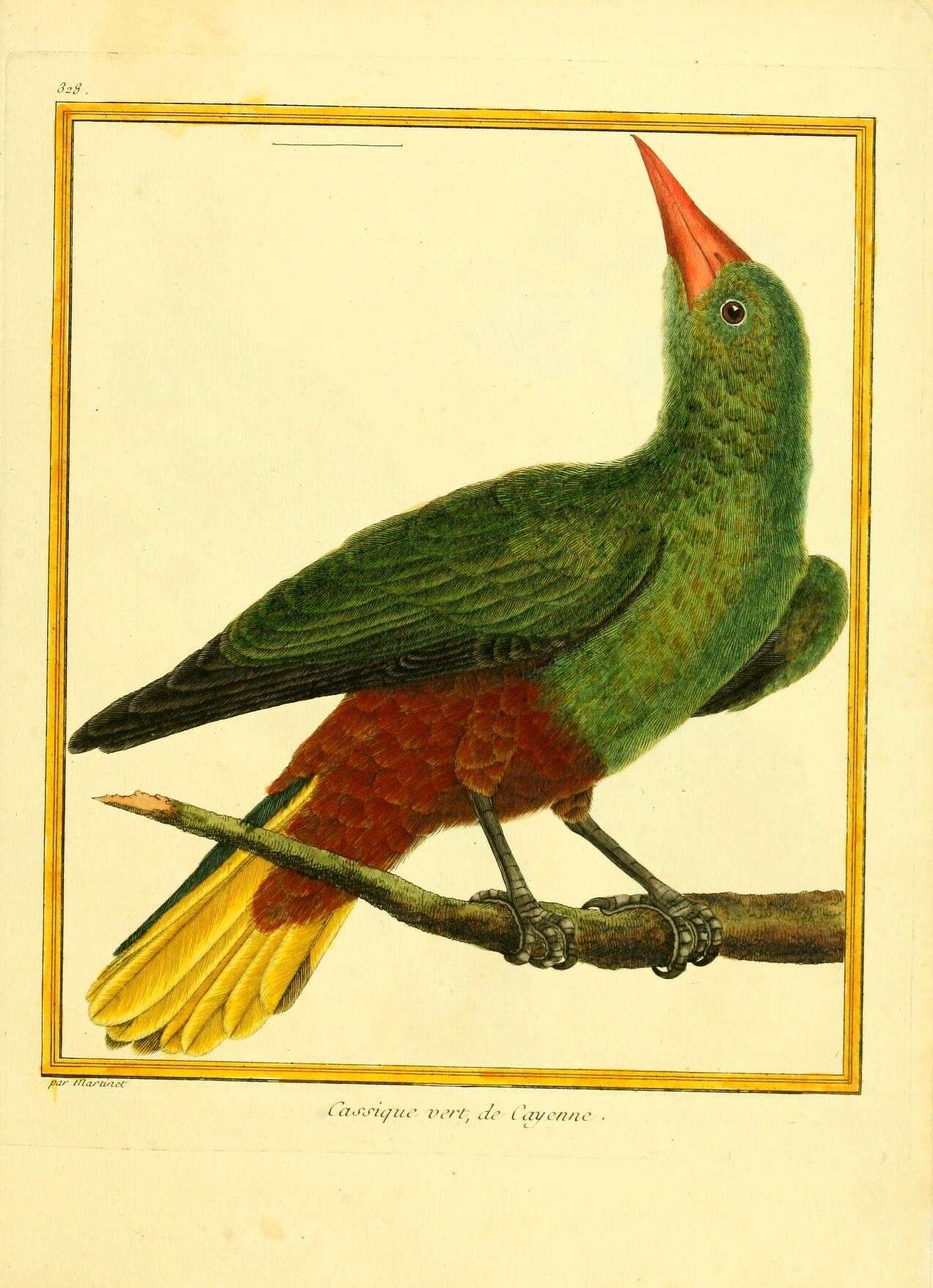 Imagem de Psarocolius viridis (Müller & Pls 1776)