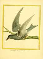Plancia ëd Chlidonias niger (Linnaeus 1758)