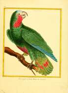 Image of Bahamas Parrot