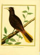 Image of Crested Oropendola