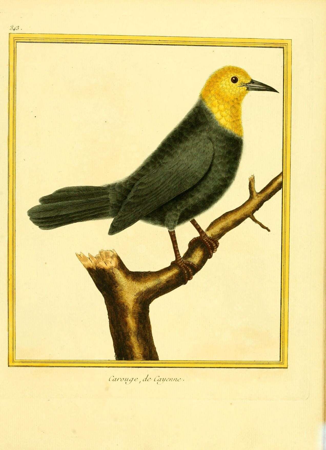 Image of Yellow-hooded Blackbird