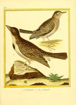 Image of Skylark