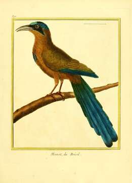 Image of Amazonian Motmot