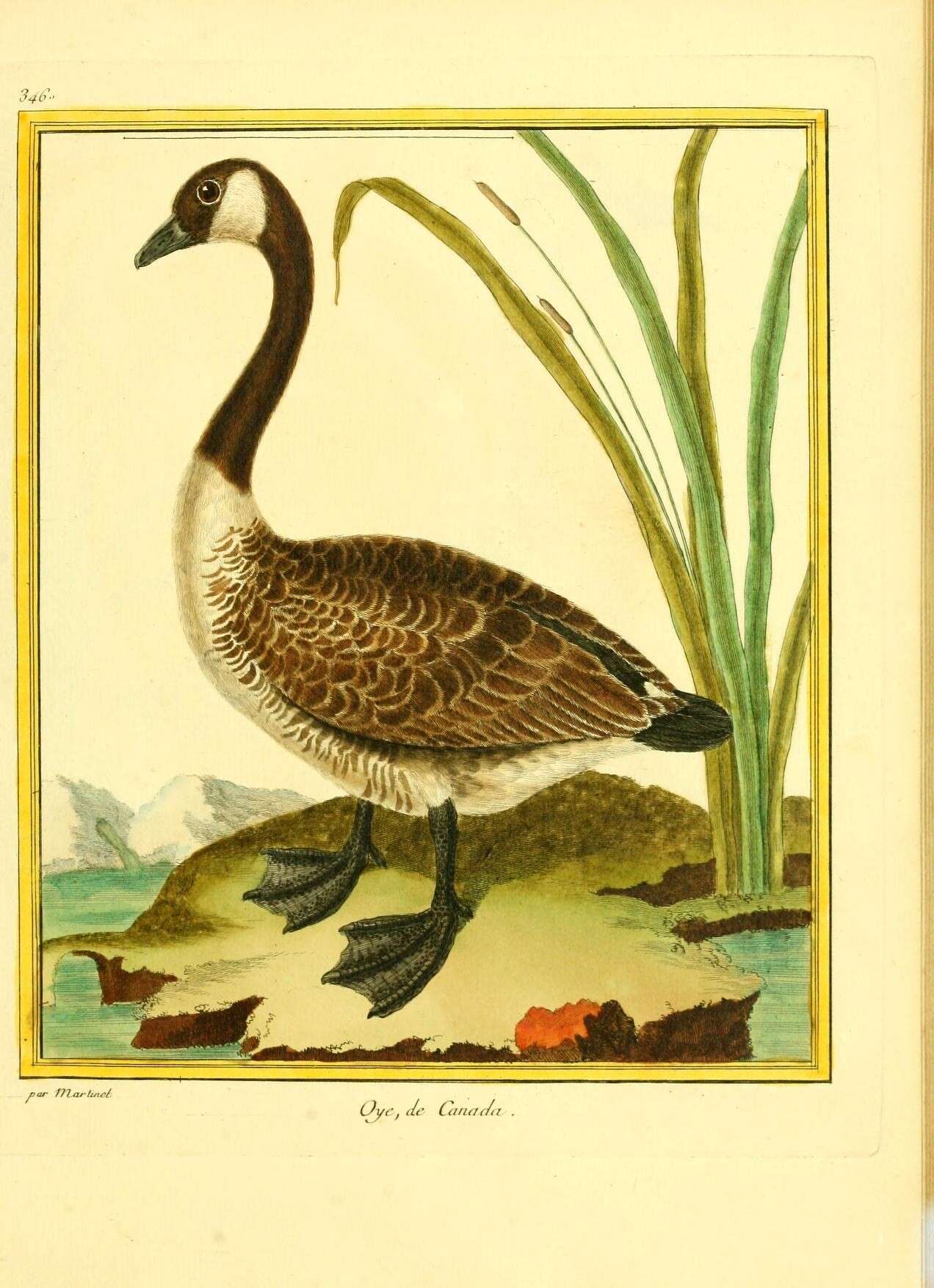 Image of Hawaiian goose