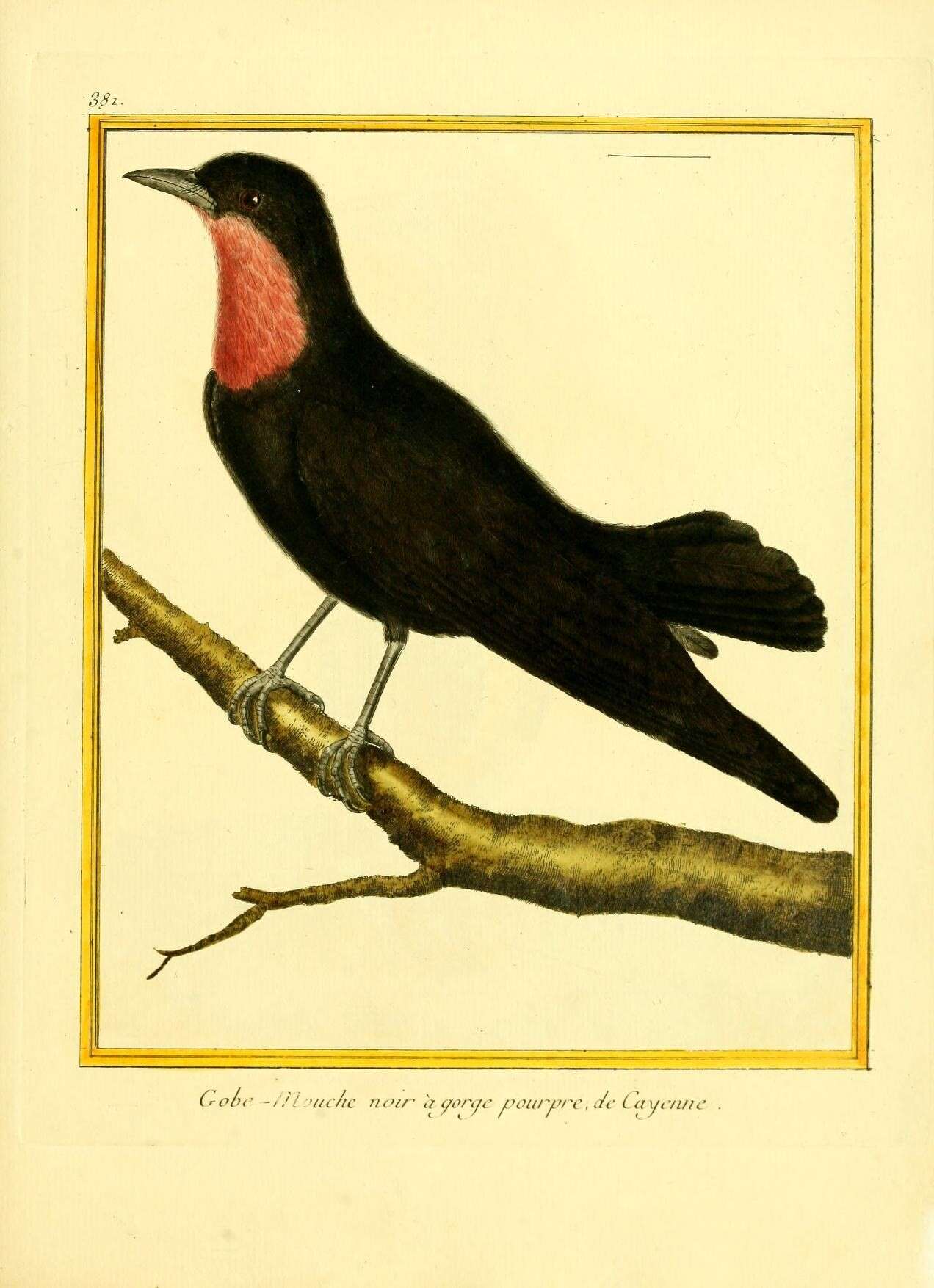 Image of Querula Vieillot 1816